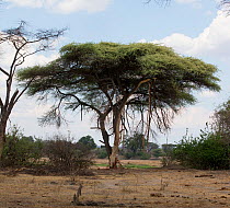 Flat top acacia tree (Acacia abyssinica) damaged by elephants. Elephants get moisture by feeding on the bark.