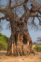 Baobab tree (Adansonia digitata) damaged by elephants, Ruaha National Park, Tanzania.