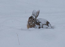 Eastern cottontail rabbit (Sylvilagus floridanus) in snowstorm, south of Hot Springs, South Dakota, USA.