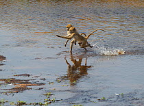 Yellow baboon (Papio cynocephalus) juveniles running across a shallow part of the Ruaha River to avoid Crocodiles lurking nearby, Ruaha National Park, Tanzania.