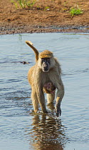 Yellow baboon (Papio cynocephalus) baby clinging to mother as they cross a shallow part of the Ruaha River, Ruaha National Park, Tanzania.