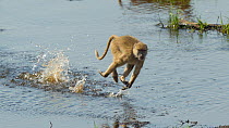 Yellow baboon (Papio cynocephalus) running across a shallow part of the Ruaha River to avoid nearby crocodiles, Ruaha National Park, Tanzania.