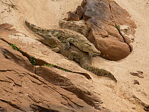 Nile crocodile (Crocodylus niloticus) climbing over another as it makes its way to the Rufiji River, Selous Game Reserve of Tanzania.