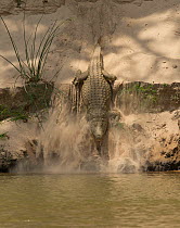 Nile crocodile (Crocodylus niloticus) making its way down sand bank into to the Rufiji Rivre, Selous Game Reserve, Tanzania.