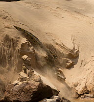 Nile crocodile (Crocodylus niloticus) making its way through sand  to the Rufiji River, Selous Game Reserve, Tanzania.
