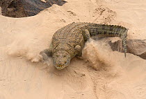 Nile crocodile (Crocodylus niloticus) kicking up sand as it returns to the Rufiji River, Selous Game Reserve, Tanzania.