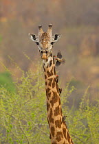Masai giraffe (Giraffa camelopardalis tippelskirchi) male with red-billed (Buphagus erythrorhynchus) and yellow-billed (Buphagus africanus) oxpeckers on neck, Ruaha National Park, Tanzania.