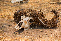 Skull of African buffalo with horns covered in larval cases of Horn moth, Tineidae  possibly Ceratophaga vastella. The larva of this moth feed on keratin.