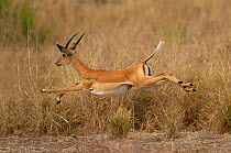 Impala (Aepyceros melampus) juvenile male leaping, Selous game Reserve, Tanzania.