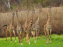 Masai Giraffe (Giraffa camelopardalis tippelskirchi) watching lionesses, Selous Game Reserve, Tanzania.