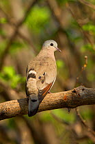 Emerald-spotted wood dove (Turtur chalcospilos) on branch, Ruaha National Park, Tanzania.