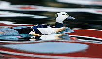 Male Steller's Eider (Polysticta stelleri) on water with reflections of nearby buildings. Batsfjord, Norway. March.