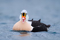 Male King Eider (Somateria spectabilis) with wide open beak. Batsfjord, Norway, March.