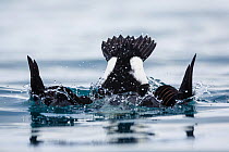 Male King Eider (Somateria spectabilis) diving.  Batsfjord, Norway, March.