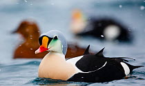 Adult male King Eider (Somateria spectabilis) in a snow shower with female behind, Batsfjord, Norway, March.
