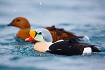 Pair of King Eiders (Somateria spectabilis) on water, Batsfjord, Norway, March.