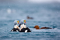 Two adult male King Eiders (Somateria spectabilis) performing periscope-display in snow shower. Batsfjord, Norway, March.