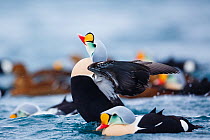 Adult male King Eider (Somateria spectabilis) stretching wings.  Batsfjord, Norway, March.