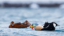 Displaying King eider male (Somateria spectabilis)  female watching. Batsfjord, Norway, March.