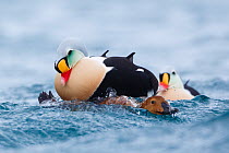 Male King Eider (Somateria spectabilis) mounting female prior to copulation. Batsfjord, Norway, March.