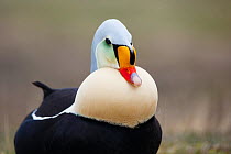 Male King Eider (Somateria spectabilis) on land close up of displaying bird, Adventdalen, Svalbard, Norway, June.
