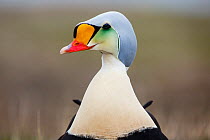 Male King Eider (Somateria spectabilis) on land, showing the 'periscoping' display. Adventdalen, Svalbard, Norway, June.