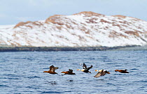 Flock of King eiders (Somateria spectabilis) in flight. Vardo, Norway, March.