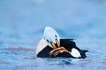 Adult male King Eider (Somateria spectabilis) scratching head with foot. Batsfjord, Norway, March.