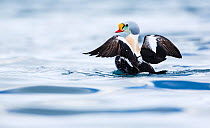 Adult male King Eider (Somateria spectabilis) stretching wings. Batsfjord, Norway, March.
