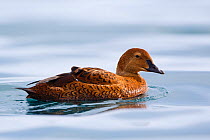 Female King Eider (Somateria spectabilis) on calm waters. Batsfjord, Norway, March.