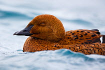 Female King Eider (Somateria spectabilis) portrait with eyes closed, Batsfjord, Norway, March.