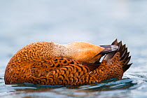 Female King Eider (Somateria spectabilis) preening tail feathers, Batsfjord, Norway, March.