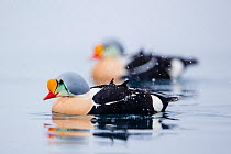 Adult male King Eiders (Somateria spectabilis) during snow shower. Batsfjord, Norway, March.