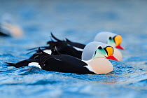 Adult male King eiders (Somateria spectabilis) Batsfjord, Norway, March.