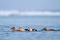 Group of King eiders (Somateria spectabilis)  males and females in snow shower. Batsfjord, Norway, March.