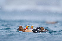 Group of King eiders (Somateria spectabilis)  males and females in snow shower. Batsfjord, Norway, March.
