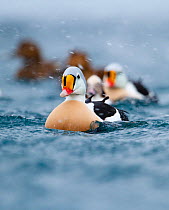 Adult male King Eiders (Somateria spectabilis) in snow shower with females behind, Batsfjord, Norway, March.