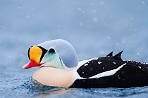 Adult male King Eider (Somateria spectabilis) in snow, Batsfjord, Norway, March.