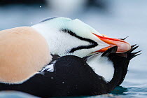 Adult male King Eider (Somateria spectabilis) preening, showing V-shaped detail under head. Batsfjord, Norway, March.