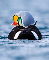 Adult male King eider (Somateria spectabilis) portrait from behind also showing triangular black sails on the back and white sides of rump. Batsfjord, Norway, March.