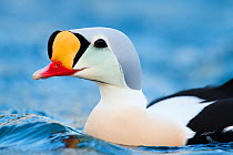 Adult male King Eider (Somateria spectabilis) close up portrait. Batsfjord, Norway, March.