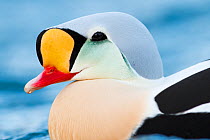 Adult male King eider (Somateria spectabilis) close up portrait, Batsfjord, Norway, March.