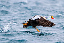 Male King Eider (Somateria spectabilis) running on water. Batsfjord, Norway, March.