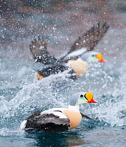 Male King Eiders (Somateria spectabilis) on taking off from the waves and splashing water Batsfjord, Norway, March.