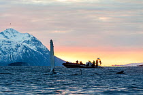 Humpback whale (Megaptera novaeangliae) at surface with pectoral fin raised and whale safari tourists on boat in background, at sunset. Andfjorden close to Senja, Troms, Northern Norway. January.