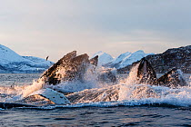 Humpback whales (Megaptera novaeangliae) feeding on Herring (Clupea harengus) Kvaloya, Troms, Northern Norway. November. Sequence 6 of 6.