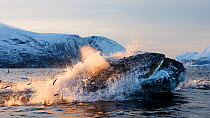 Humpback whales (Megaptera novaeangliae) feeding on Herring (Clupea harengus) Kvaloya, Troms, Northern Norway. November. Sequence 4 of 6.
