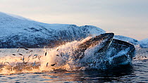 Humpback whales (Megaptera novaeangliae) feeding on Herring (Clupea harengus) Kvaloya, Troms, Northern Norway. November. Sequence 3 of 6.