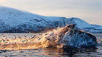Hundreds of Herring (Clupea harengus) jumping out of the water to escape bubble-net feeding Humpback whales (Megaptera novaeangliae) attack from below. Kvaloya, Troms, Northern Norway. November. Seque...