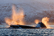 Humpback whales (Megaptera novaeangliae) feeding on Herring (Clupea harengus) Kvaloya, Troms, Northern Norway. November.